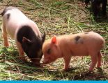 geschenk-ferkel-uganda